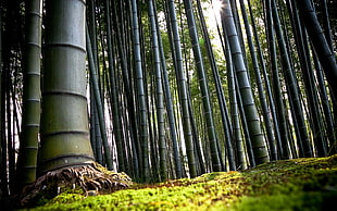 low-angle photography of Bamboo tree HD wallpaper
