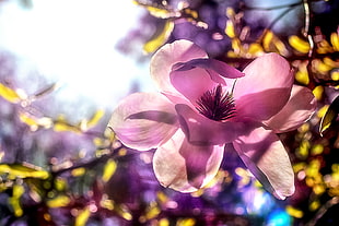 purple Magnolia flower close-up photography HD wallpaper