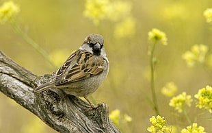 sparrow bird perching on tree branch HD wallpaper