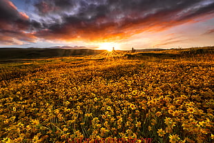sunflowers field during sunset