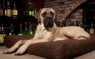 adult fawn Great Dane prone lying on brown bed behind wine bottle lot