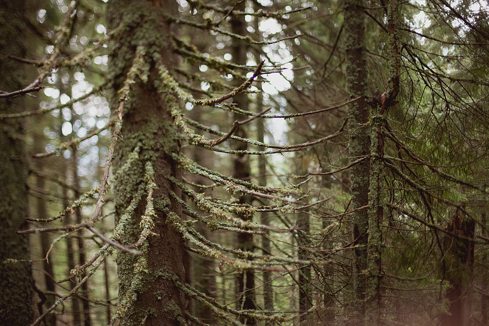 tree trunk, trees, forest HD wallpaper