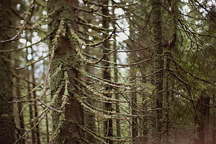 tree trunk, trees, forest HD wallpaper