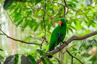 green bird on brown tree branch
