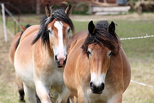 three horses beside fence