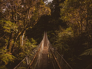 brown hanging bridge between trees