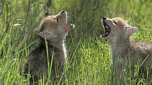 two brown-and-gray foxes on green grass photo during daytime