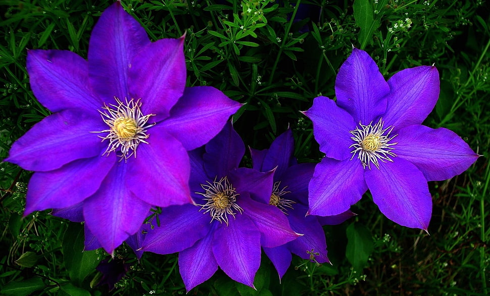 three purple petal flower plants HD wallpaper