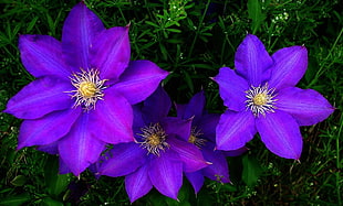 three purple petal flower plants