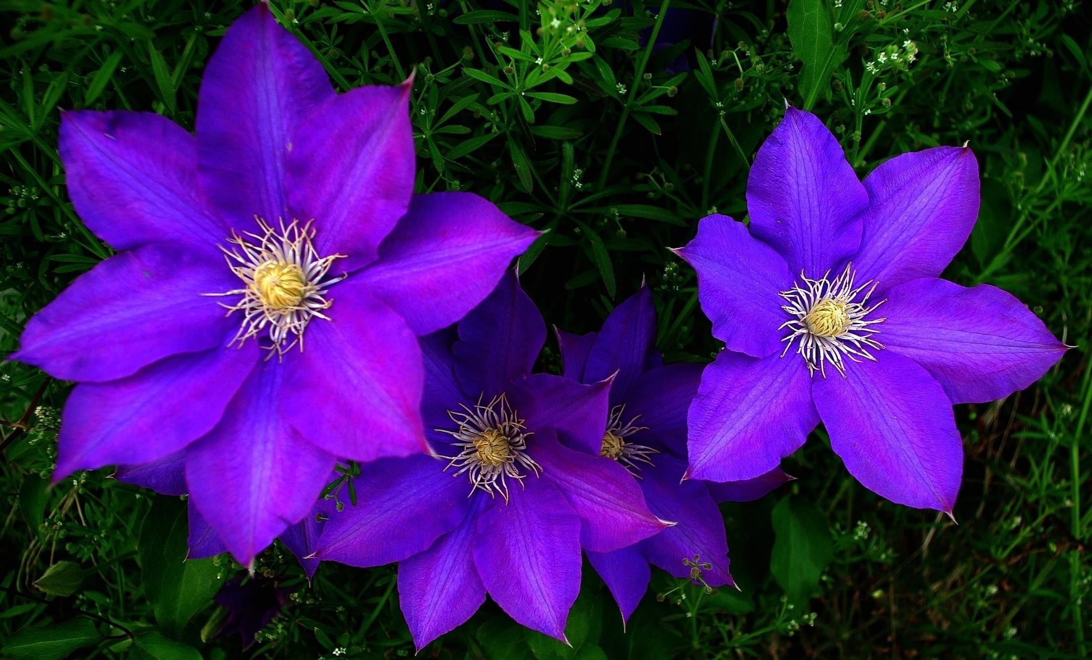 three purple petal flower plants