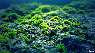 green grass, nature, moss, photography, green