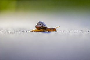 brown and white snail HD wallpaper