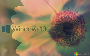 Windows 10 poster, window, Microsoft Windows, Windows 10, MS-DOS HD wallpaper
