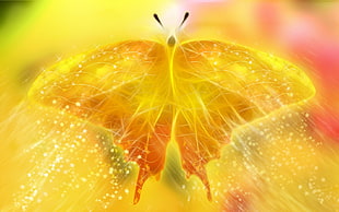 Butterfly illustration HD wallpaper