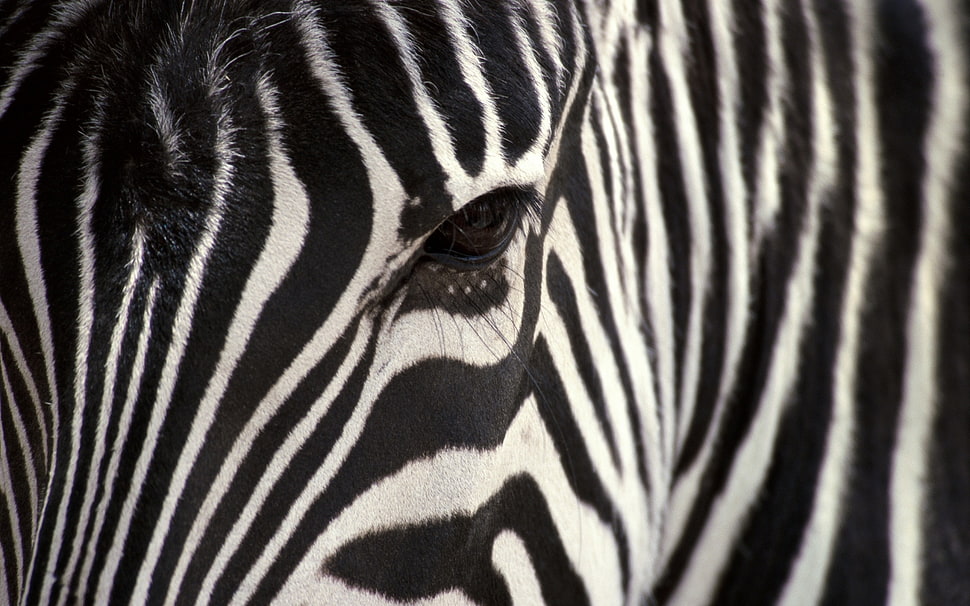 selective photography of Zebra HD wallpaper