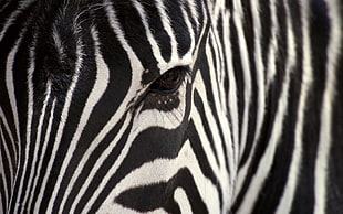selective photography of Zebra