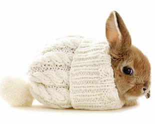 brown rabbit inside white knitted textile HD wallpaper