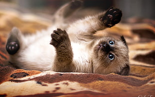 close up photo of Siamese kitten HD wallpaper