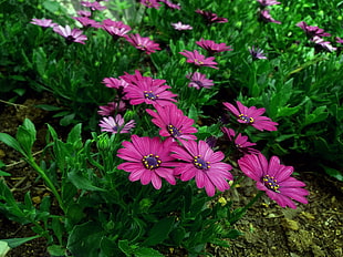 closeup photography of pink Osteospermum flowers HD wallpaper