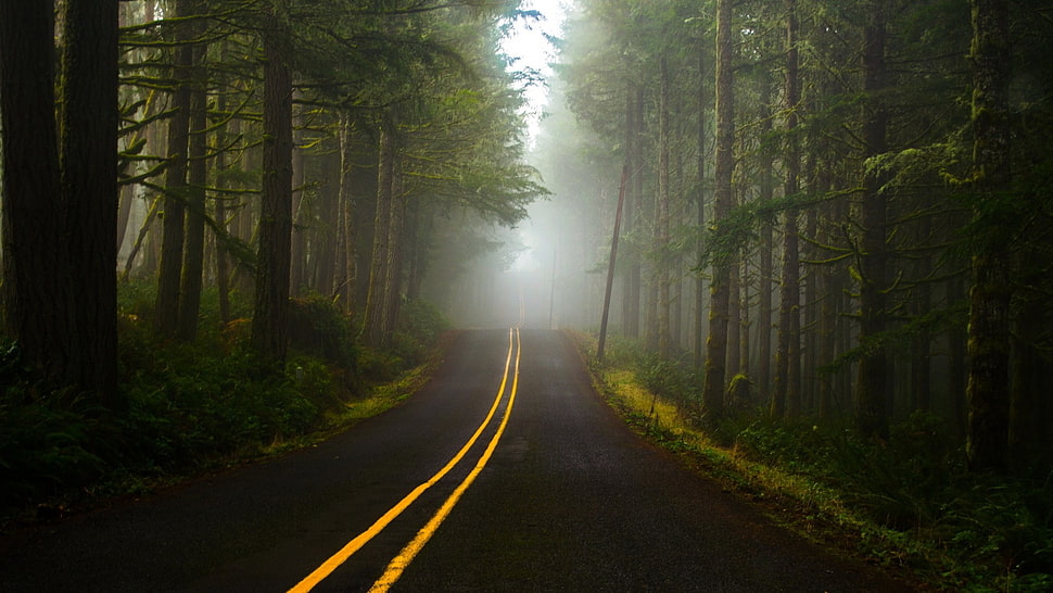 black asphalt road between green trees HD wallpaper