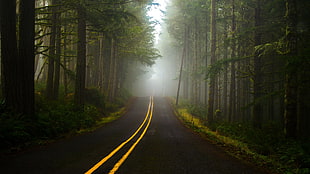 black asphalt road between green trees