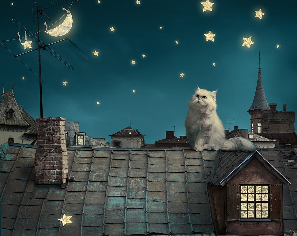 gray Persian cat on top of roof during nighttime HD wallpaper