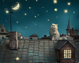 gray Persian cat on top of roof during nighttime