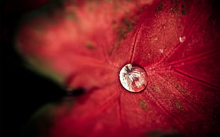Leaf,  Droplet,  Background,  Light