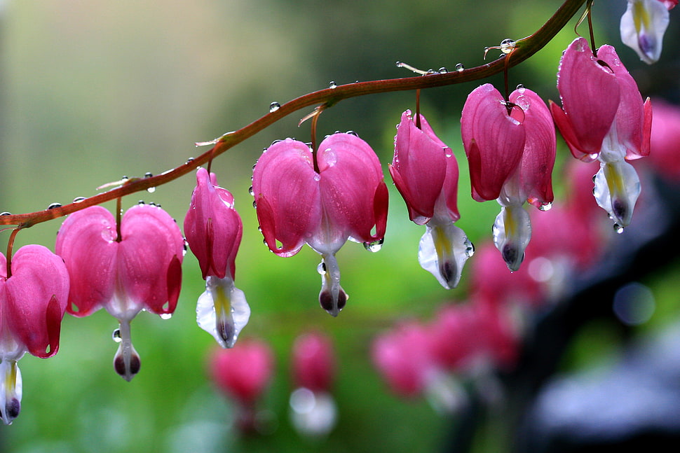 depth of field photography of pink petaled flowers with water droplets, bleeding hearts HD wallpaper