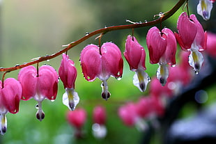 depth of field photography of pink petaled flowers with water droplets, bleeding hearts