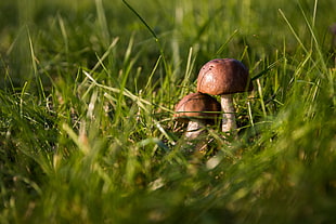 two mushrooms HD wallpaper