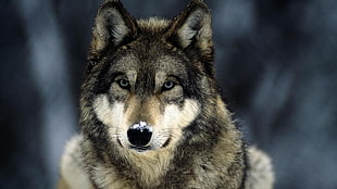 gray wolf, wolf, animals