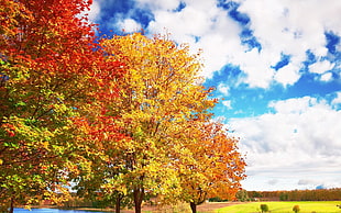 photo of two yellow-and-orange petaled flower trees during daytime