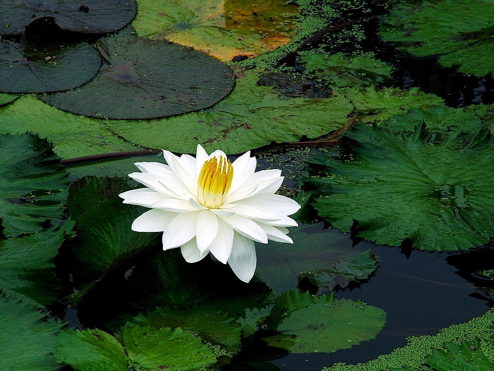 shallow focus photo of white Waterlily flower with Lily pads HD wallpaper