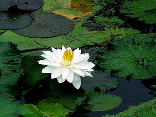 shallow focus photo of white Waterlily flower with Lily pads