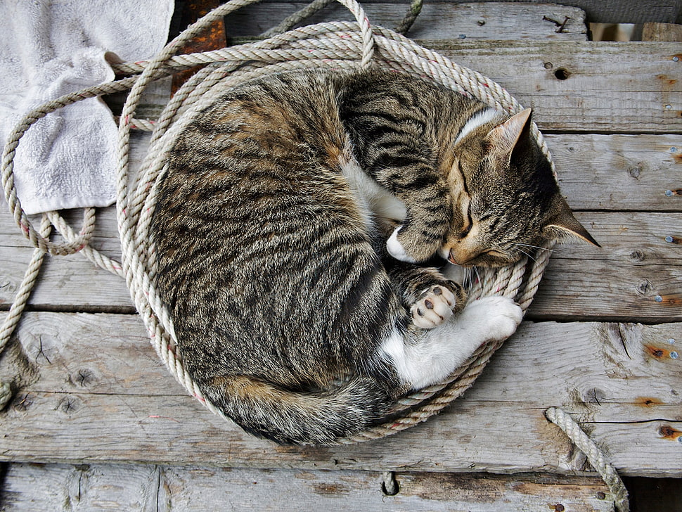 Cat,  Kitten,  Lie,  Down HD wallpaper