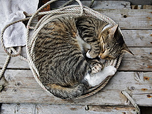 Cat,  Kitten,  Lie,  Down