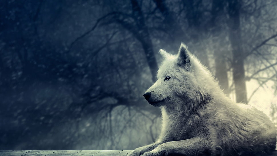 white wolf lying on ground near tree HD wallpaper