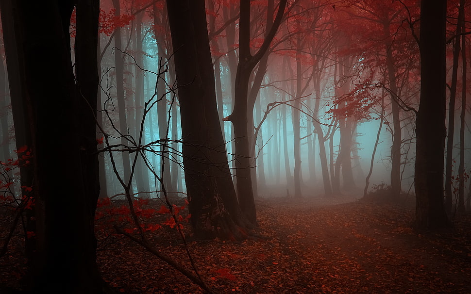 brown trees, nature, trees, fall, forest HD wallpaper