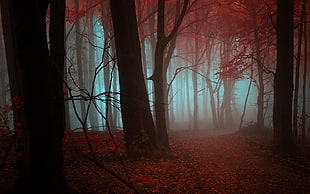 brown trees, nature, trees, fall, forest