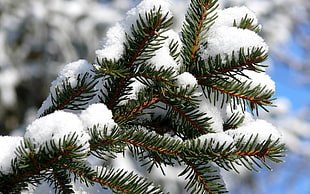 closeup photo of tree with snow