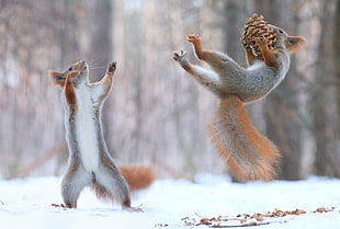 two gray squirrels, squirrel, pine cones, snow