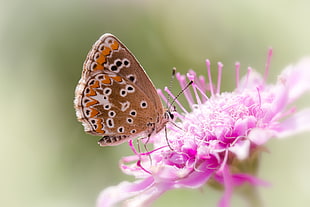 brown butterfly on pink flower shallow focus phot, brown argus HD wallpaper