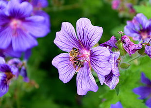 purple 5-petaled flower blooming at daytime HD wallpaper