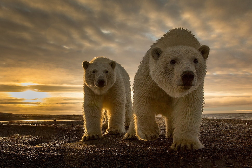 two Polar bears walking on field HD wallpaper