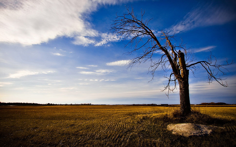 withered tree, landscape HD wallpaper