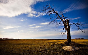 withered tree, landscape