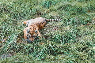 brown and black tiger cub