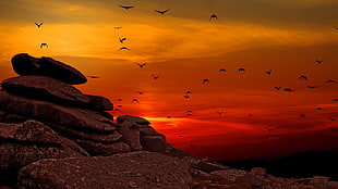silhouette of boulder wallpaper, nature, animals, birds, landscape