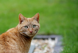 orange tabby cat on green grass field